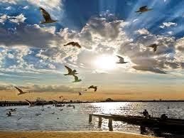 QUIZÁS ESAS GAVIOTAS... QUIZÁS ESAS GAVIOTAS...