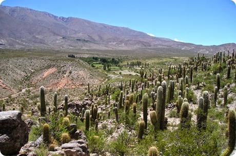Tafí del Valle combina un clima ideal con uno de los paisajes mas sorprendentes de la Argentina. Tafí del Valle combina un clima ideal con uno de los paisajes mas sorprendentes de la Argentina.