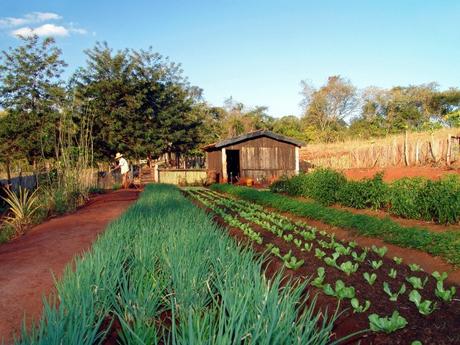 ¿Está el “Internet of Food” transformando la agricultura tradicional?