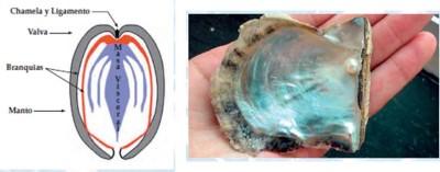 Izquierda: esquema de un bivavo, derecha fotografía de una ostra con perla. Tomado de magrama.gob.es.