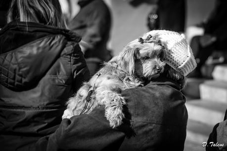 Los sentimientos que despiertan los perros en humanos podrían tener una explicación hormonal