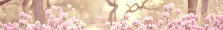 cropped-wall_love_flowers__p_by_analaurasam-d5wrd3f.png