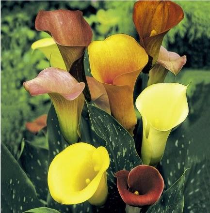 La elegancia de un lanzador La elegancia de un lanzador