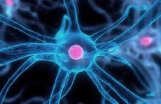 Nuevos métodos para frenar enfermedades neurológicas Nuevos métodos para frenar enfermedades neurológicas