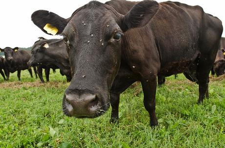 Deja de abusar de los antibióticos