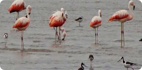 Ecoturismo en Córdoba: Parque Nacional Quebrada del Condorito y Reserva Hídrica Provincial Pampa de Achala.