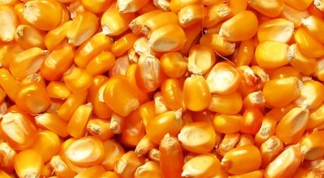 semillas de maíz para agricultura urbana