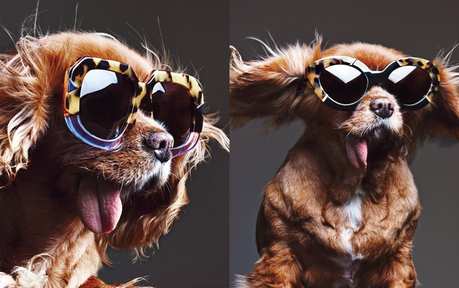 Miradas perrunas #toastmeetskaren gafas de sol, karen miller