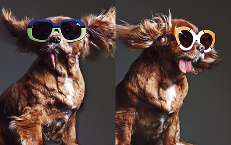 Miradas perrunas #toastmeetskaren Toast_meets_karen_miller_ss15