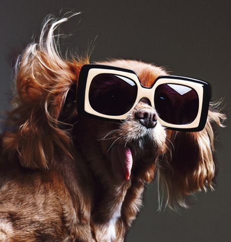 Miradas perrunas #toastmeetskaren gafas de sol, karem miller