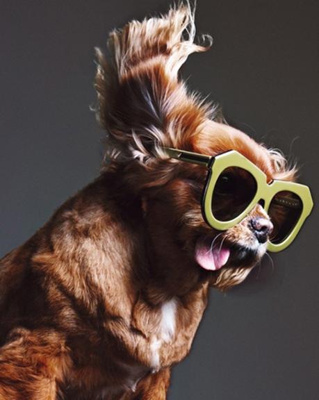 Miradas perrunas #toastmeetskaren Toast_meets_karen_miller_gafas_de_sol_10