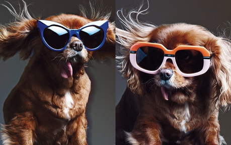 Miradas perrunas #toastmeetskaren coleccion_Toast_meets_karen_miller_gafas_de_sol