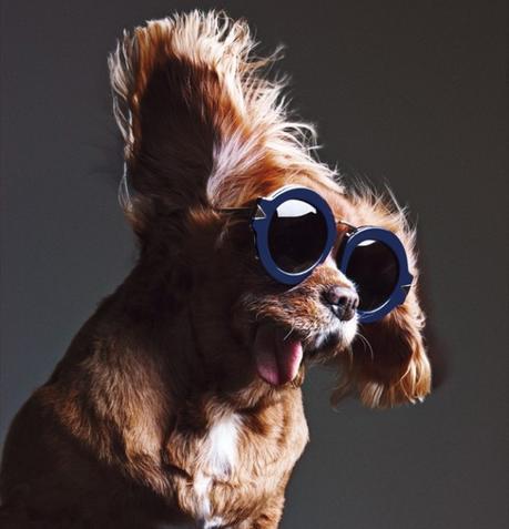 Miradas perrunas #toastmeetskaren Toast_meets_karen_miller_gafas_de_sol_9