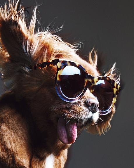 Miradas perrunas #toastmeetskaren Summer-2015_Toast