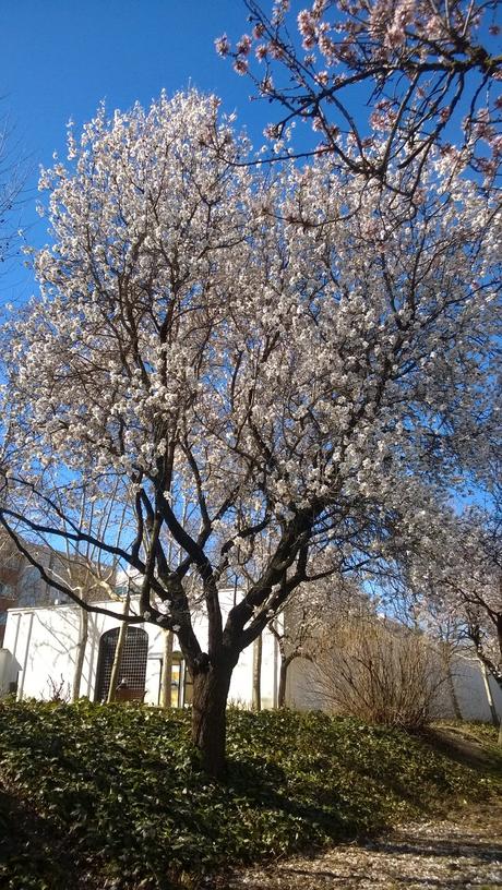 Parque la Quinta de los Molinos Parque la Quinta de los Molinos