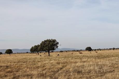 Visita Parque Cabañeros Visita Parque Cabañeros