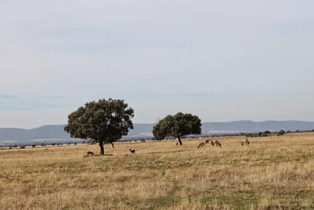 Visita Parque Cabañeros Visita Parque Cabañeros