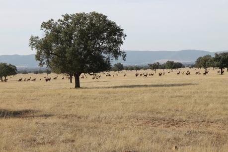 Visita Parque Cabañeros Visita Parque Cabañeros