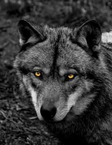 Lobishomes y loberos. Photoxpress_13535906