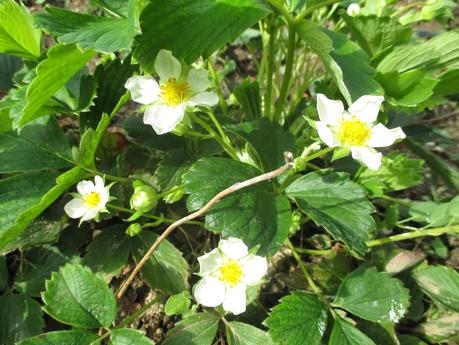 COMIENZA LA FLORACIÓN COMIENZA LA FLORACIÓN