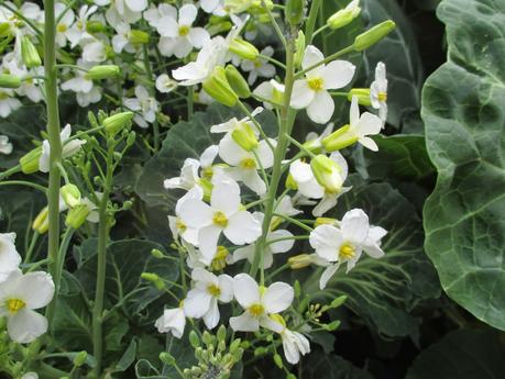 COMIENZA LA FLORACIÓN COMIENZA LA FLORACIÓN