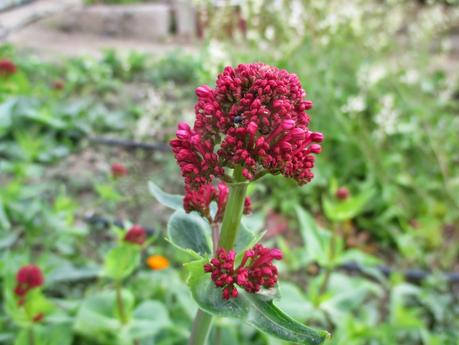 COMIENZA LA FLORACIÓN COMIENZA LA FLORACIÓN