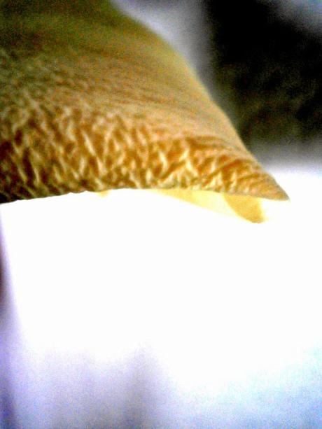 Primeros planos Primeros planos