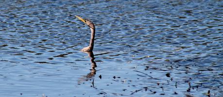 Anhinga o pájaro serpiente Anhinga o pájaro serpiente