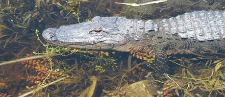 Alligator Alligator