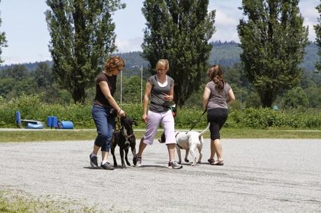 Contracondicionamiento dinámico en tu perro Contracondicionamiento dinámico en tu perro