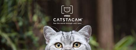 Whiskas Catstacam, el Instagram para gatos.