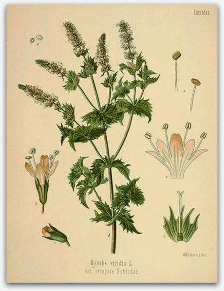 DIY: Revitalizar unos pies cansados con menta DIY: Revitalizar unos pies cansados con menta