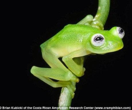 Comparan nueva especie de rana cristal descubierta en Costa Rica con la rana René.