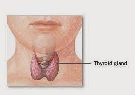 La glándula tiroides y su importancia en la fertilidad