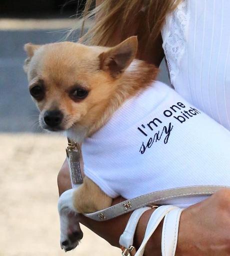 Paris Hilton, destrozada por la muerte de su perrita Tinkerbell
