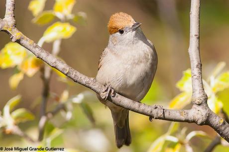 UNA CURRUCA FAMILIAR-SYLVIA ATRICAPILLA-BLACKCAP-TXINBO KASKABELTZA-PAPUXA DAS-TALLAROL DE CASQUET UNA CURRUCA FAMILIAR-SYLVIA ATRICAPILLA-BLACKCAP-TXINBO KASKABELTZA-PAPUXA DAS-TALLAROL DE CASQUET