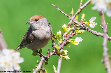 UNA CURRUCA FAMILIAR-SYLVIA ATRICAPILLA-BLACKCAP-TXINBO KASKABELTZA-PAPUXA DAS-TALLAROL DE CASQUET UNA CURRUCA FAMILIAR-SYLVIA ATRICAPILLA-BLACKCAP-TXINBO KASKABELTZA-PAPUXA DAS-TALLAROL DE CASQUET