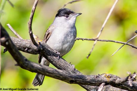 UNA CURRUCA FAMILIAR-SYLVIA ATRICAPILLA-BLACKCAP-TXINBO KASKABELTZA-PAPUXA DAS-TALLAROL DE CASQUET UNA CURRUCA FAMILIAR-SYLVIA ATRICAPILLA-BLACKCAP-TXINBO KASKABELTZA-PAPUXA DAS-TALLAROL DE CASQUET