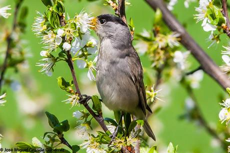 UNA CURRUCA FAMILIAR-SYLVIA ATRICAPILLA-BLACKCAP-TXINBO KASKABELTZA-PAPUXA DAS-TALLAROL DE CASQUET UNA CURRUCA FAMILIAR-SYLVIA ATRICAPILLA-BLACKCAP-TXINBO KASKABELTZA-PAPUXA DAS-TALLAROL DE CASQUET