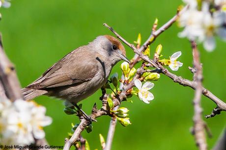 UNA CURRUCA FAMILIAR-SYLVIA ATRICAPILLA-BLACKCAP-TXINBO KASKABELTZA-PAPUXA DAS-TALLAROL DE CASQUET UNA CURRUCA FAMILIAR-SYLVIA ATRICAPILLA-BLACKCAP-TXINBO KASKABELTZA-PAPUXA DAS-TALLAROL DE CASQUET