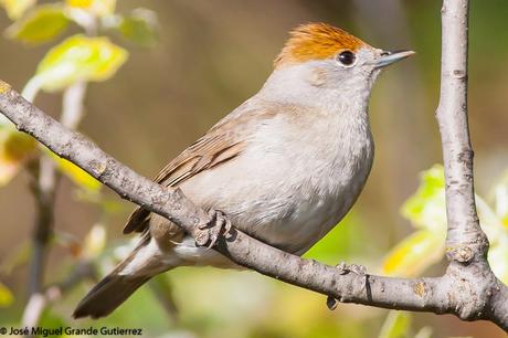 UNA CURRUCA FAMILIAR-SYLVIA ATRICAPILLA-BLACKCAP-TXINBO KASKABELTZA-PAPUXA DAS-TALLAROL DE CASQUET UNA CURRUCA FAMILIAR-SYLVIA ATRICAPILLA-BLACKCAP-TXINBO KASKABELTZA-PAPUXA DAS-TALLAROL DE CASQUET
