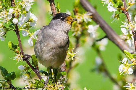 UNA CURRUCA FAMILIAR-SYLVIA ATRICAPILLA-BLACKCAP-TXINBO KASKABELTZA-PAPUXA DAS-TALLAROL DE CASQUET UNA CURRUCA FAMILIAR-SYLVIA ATRICAPILLA-BLACKCAP-TXINBO KASKABELTZA-PAPUXA DAS-TALLAROL DE CASQUET
