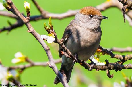 UNA CURRUCA FAMILIAR-SYLVIA ATRICAPILLA-BLACKCAP-TXINBO KASKABELTZA-PAPUXA DAS-TALLAROL DE CASQUET UNA CURRUCA FAMILIAR-SYLVIA ATRICAPILLA-BLACKCAP-TXINBO KASKABELTZA-PAPUXA DAS-TALLAROL DE CASQUET