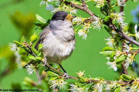 UNA CURRUCA FAMILIAR-SYLVIA ATRICAPILLA-BLACKCAP-TXINBO KASKABELTZA-PAPUXA DAS-TALLAROL DE CASQUET UNA CURRUCA FAMILIAR-SYLVIA ATRICAPILLA-BLACKCAP-TXINBO KASKABELTZA-PAPUXA DAS-TALLAROL DE CASQUET