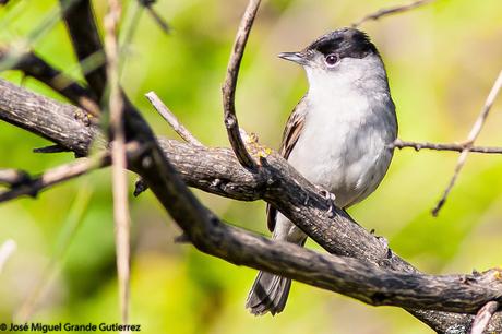 UNA CURRUCA FAMILIAR-SYLVIA ATRICAPILLA-BLACKCAP-TXINBO KASKABELTZA-PAPUXA DAS-TALLAROL DE CASQUET UNA CURRUCA FAMILIAR-SYLVIA ATRICAPILLA-BLACKCAP-TXINBO KASKABELTZA-PAPUXA DAS-TALLAROL DE CASQUET