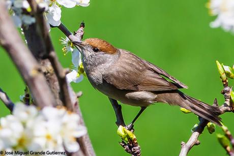 UNA CURRUCA FAMILIAR-SYLVIA ATRICAPILLA-BLACKCAP-TXINBO KASKABELTZA-PAPUXA DAS-TALLAROL DE CASQUET UNA CURRUCA FAMILIAR-SYLVIA ATRICAPILLA-BLACKCAP-TXINBO KASKABELTZA-PAPUXA DAS-TALLAROL DE CASQUET