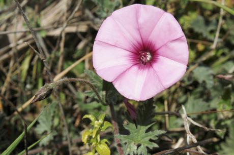 Lo que parecía un secarral… IMG_7223