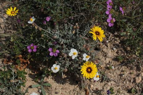 Lo que parecía un secarral… IMG_7253