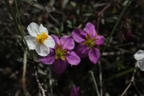 Lo que parecía un secarral… IMG_7251