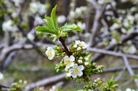 Cerezos en flor en el Valle del Tiétar